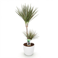 Green BoutiQ - Kamerplanten - Dracaena Marginata Bicolor - Drakenbloedboom - Weinig onderhoud - Groen - 1 Plant - met Potter Wit - Pot 21cm - Hoogte 90-100cm