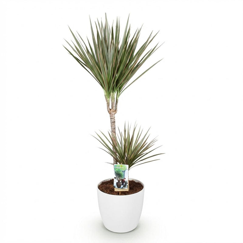 Green BoutiQ - Kamerplanten - Dracaena Marginata Bicolor - Drakenbloedboom - Weinig onderhoud - Groen - 1 Plant - met Potter Wit - Pot 21cm - Hoogte 90-100cm