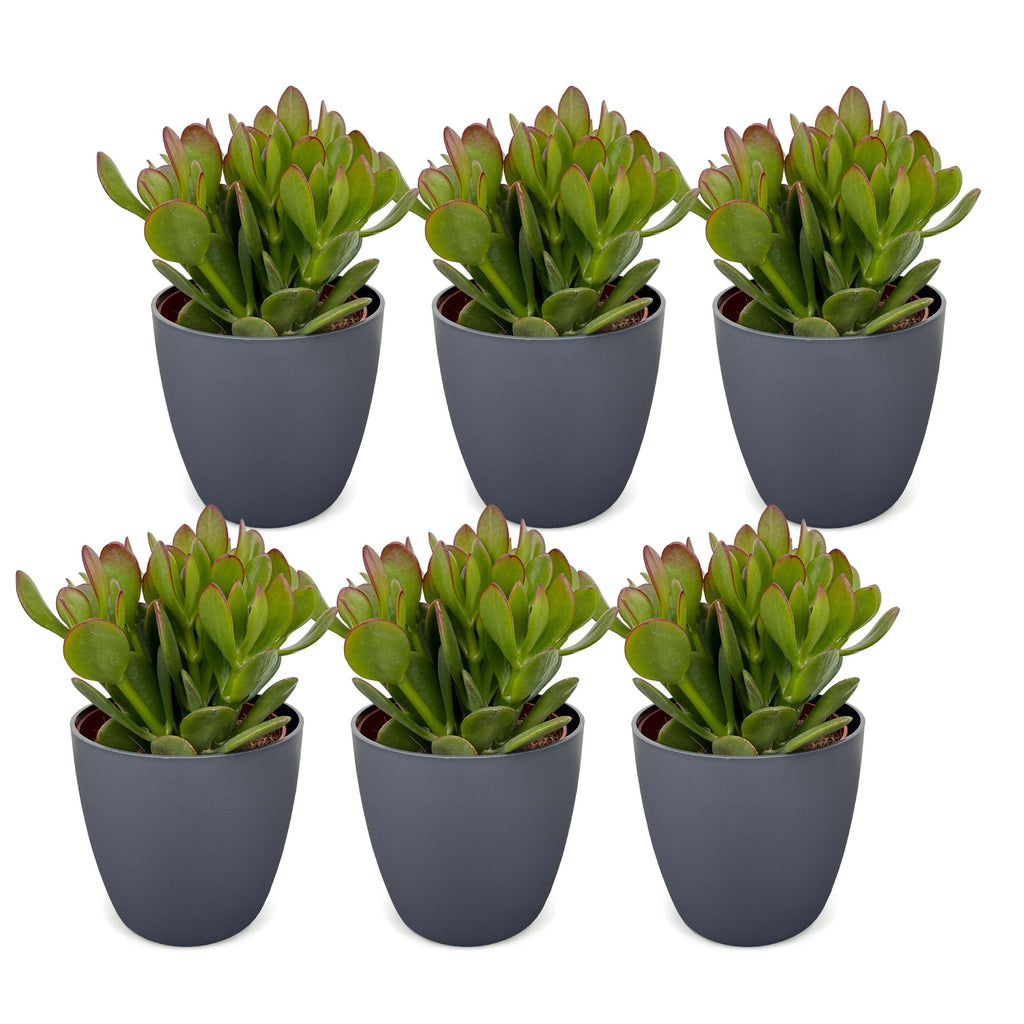 6x Crassula Ovata - Jade plant - Green - Succulent/cactus - incl. grijze pot - Ø12cm