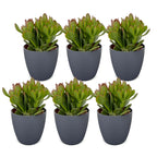 6x Crassula Ovata - Jade plant - Green - Succulent/cactus - incl. grijze pot - Ø12cm