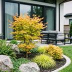 Green boutiQ - Plante de jardin - Acer palmatum Summergold - Érable japonais - Caduc - Jaune - 1 - Pot 26cm - Hauteur 90cm