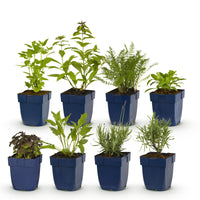 Green boutiQ - Borderpakket - Geurend - 8 Vaste planten - 1 m2 - Diversen kleuren - Weinig Onderhoud - Pot 11cm