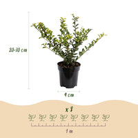 Green boutiQ - 24x Ilex crenata Golden Gem - Japanse Hulst - Haagplanten - Groenblijvend - Geel - Pot 9cm - Hoogte 20-30cm