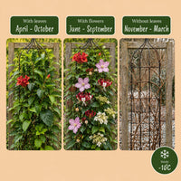 4x Klimplanten Rainbow Courfull - Rainbow Colorful Climbing Plants - Light Pink - White - Purple - Climber - Ø9cm - ↕35cm