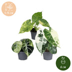 3x Baby Alocasia Tricolour Variegata - Green - Black - Variegata - Tropical - Ø6cm - ↕5-15cm