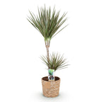 Green BoutiQ - Green is... Plantes d'intérieur - Dracaena Marginata Bicolor - Dragonnier - Entretien facile - avec panier - Vert - 1 plante - Pot 21cm - Hauteur 90-100cm