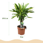 Green BoutiQ - Green is... Plantes d'intérieur - Dracaena fragrans Golden Coast - Dragonnier - Peu d'entretien - Vert - 2 Plantes - Pot 17cm - Hauteur 50-55cm