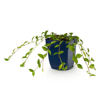 Vasteplant - Vinca minor - Maagdenpalm - Bodembedekkend - blauw - 1 Plant - Pot 11cm - Hoogte 15-25cm