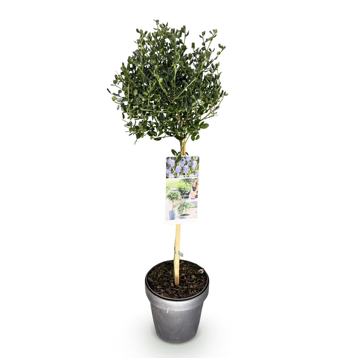 Green boutiQ - Hochstamm-Pflanze - Ceanothus impressus Victoria - Terrassenpflanze - Immergrün - Winterhart - Violette Blüte - Topf 19 cm, Höhe 90 cm