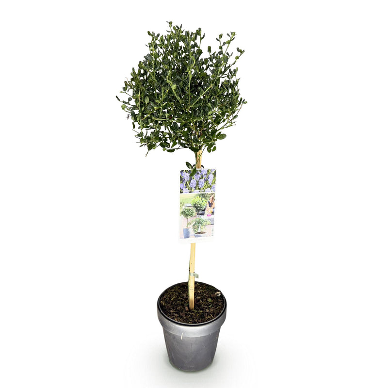 Green boutiQ - Plant op Stam - Ceanothus impressus Victoria - Terras Plant - Bladhoudend - Winterhard - Paarse Bloem - Pot 19cm Hoogte 90cm
