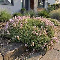 Green boutiQ - Perennial - Thymus praecox Minor - Creeping Thyme - Fragrant - Pink - 24 Plants - Pot 11cm - Height 15-25cm