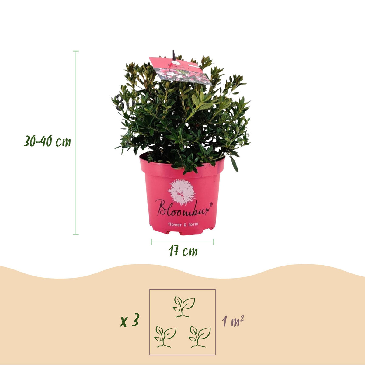 Green boutiQ - Rhododendron nain - Rhododendron Bloombux Magenta - Buis fleuri - Peu d'entretien - Fleur rose - 2 plantes - Pot 17cm - Hauteur 30-40cm