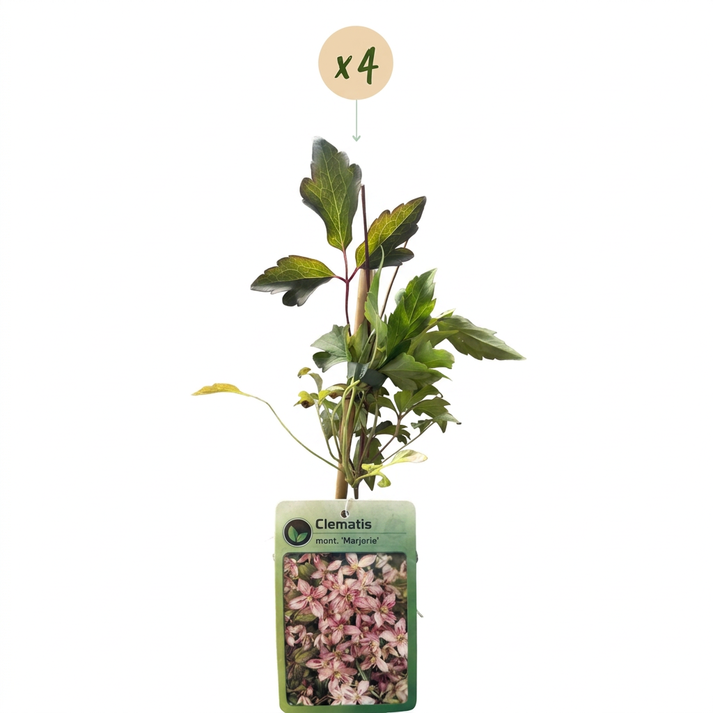 4x Clematis mont. 'Marjorie' - Clématite de montagne 'Marjorie' - Rose - Grimpante - Ø9cm - ↕35cm