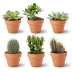 Mini-Kaktus- & Sukkulenten-Mix - 6 Stück - Ø 8,1 cm - Höhe: 5-10 cm - Terrakotta-Töpfe
