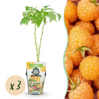 Green boutiQ - Plants fruitiers - Framboisier - Rubus idaeus Fallgold - Rustique - 3 Plantes - Pot 9 cm - Framboise jaune