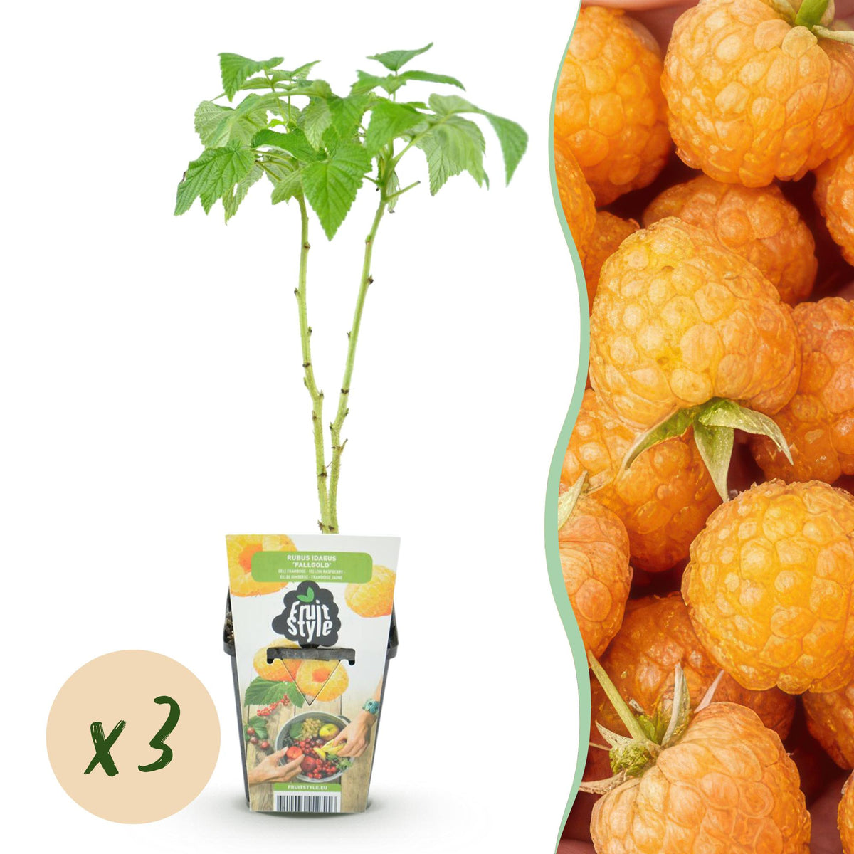 Green boutiQ - Plants fruitiers - Framboisier - Rubus idaeus Fallgold - Rustique - 3 Plantes - Pot 9 cm - Framboise jaune