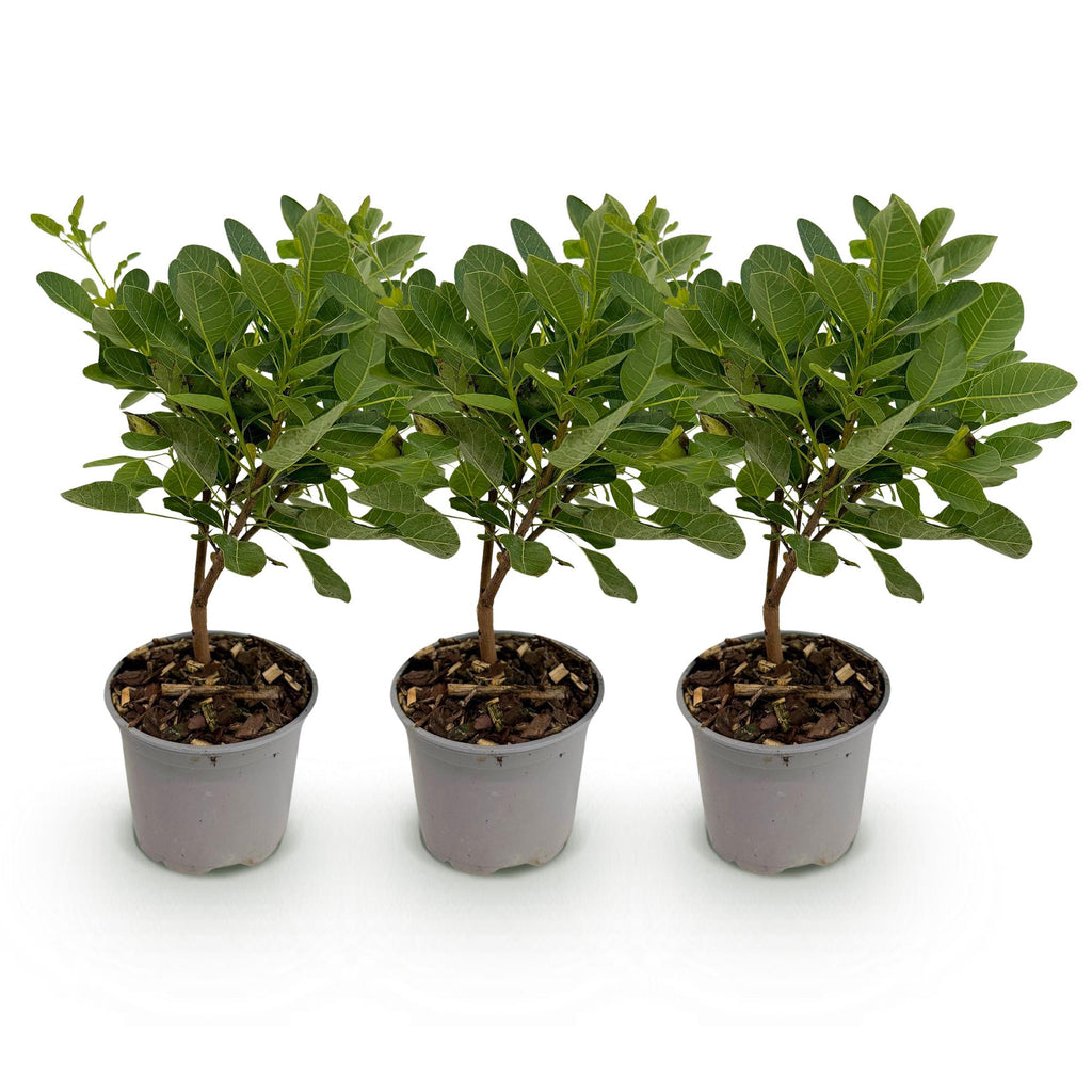 Green boutiQ - Plante de jardin - Cotinus coggygria Young Lady - Vert 3 Plantes - Caduc - Peu d'entretien - Pot 12cm Hauteur 35cm