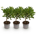Green boutiQ - Plante de jardin - Cotinus coggygria Young Lady - Vert 3 Plantes - Caduc - Peu d'entretien - Pot 12cm Hauteur 35cm