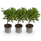 Green boutiQ - Plante de jardin - Cotinus coggygria Young Lady - Vert 3 Plantes - Caduc - Peu d'entretien - Pot 12cm Hauteur 35cm