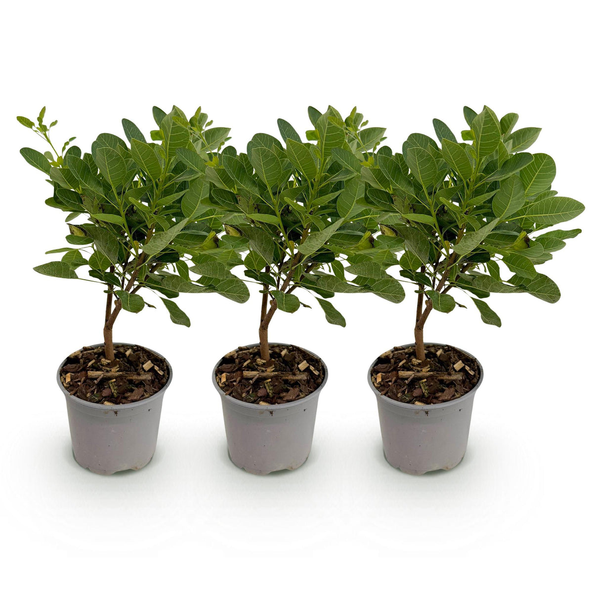 Green boutiQ - Plante de jardin - Cotinus coggygria Young Lady - Vert 3 Plantes - Caduc - Peu d'entretien - Pot 12cm Hauteur 35cm