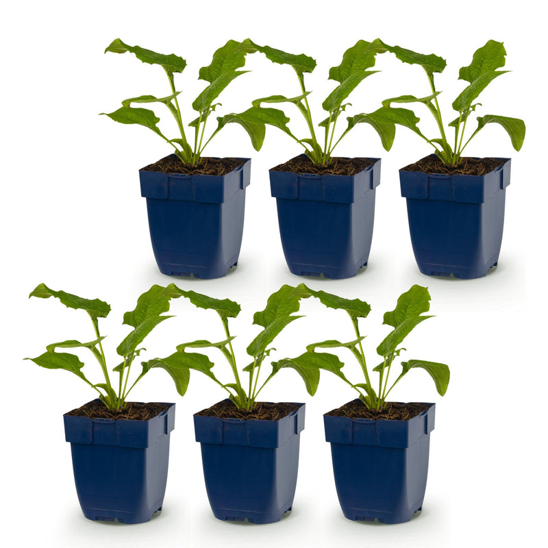 Green boutiQ - Vasteplant - Echinacea purp. Alba - Zonnehoed - Bijen- en vlinderlokkers - Wit - 6 Planten - Pot 11cm - Hoogte 15-25cm