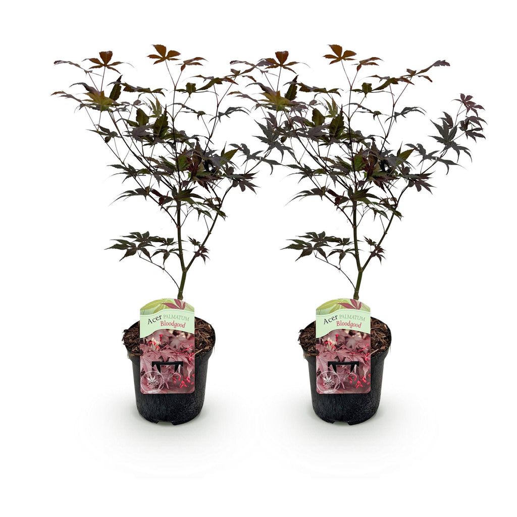 Green boutiQ - Plante de terrasse - Érable du Japon - Acer palmatum Bloodgood - Rouge - 2 plantes - Caduc - Pot 19 cm Hauteur 70 cm