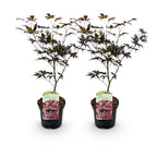 Green boutiQ - Plante de terrasse - Érable du Japon - Acer palmatum Bloodgood - Rouge - 2 plantes - Caduc - Pot 19 cm Hauteur 70 cm