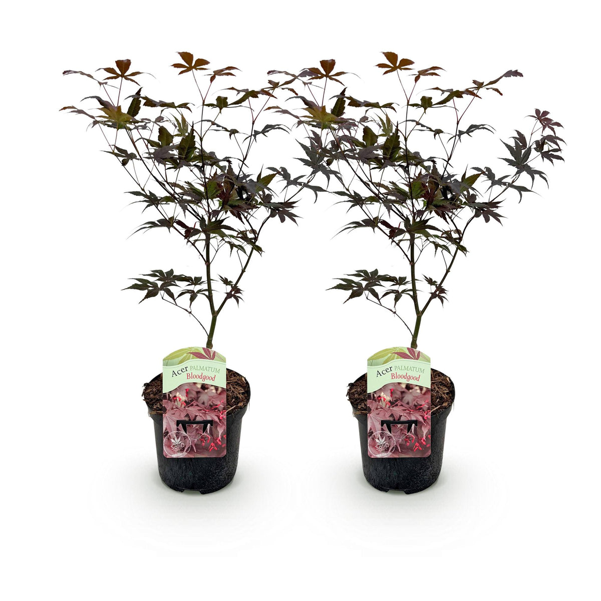Green boutiQ - Plante de terrasse - Érable du Japon - Acer palmatum Bloodgood - Rouge - 2 plantes - Caduc - Pot 19 cm Hauteur 70 cm