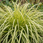 Green boutiQ - Gräser - Carex oshimensis Evergold - Japan-Segge - Immergrün - Gelb-Grün - 12 Pflanzen - Topf 11cm - Höhe 15-25cm