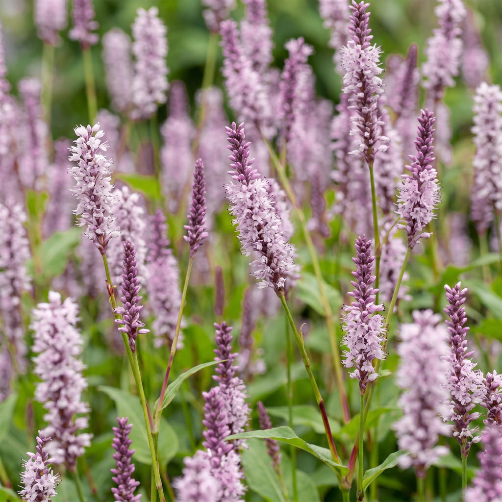 Green boutiQ - Stauden - Persicaria ampl. Rosea - Knöterich - Schatten - Rosa - 24 Pflanzen - Topf 11cm - Höhe 15-25cm