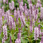 Green boutiQ - Stauden - Persicaria ampl. Rosea - Knöterich - Schatten - Rosa - 24 Pflanzen - Topf 11cm - Höhe 15-25cm