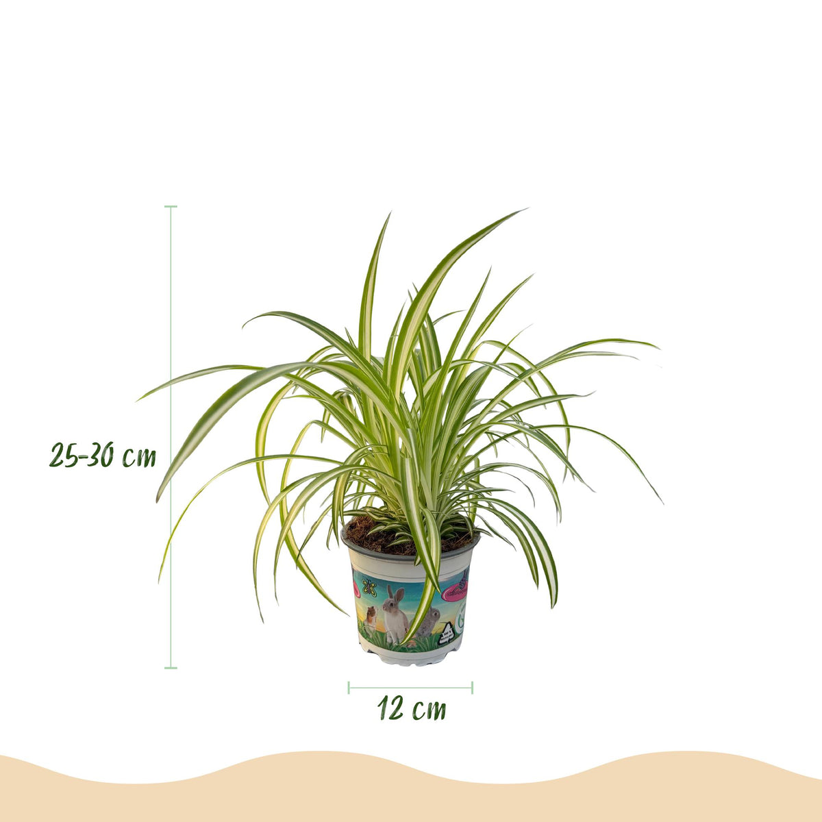 Green boutiQ - Zimmerpflanze - Chlorophytum comosum Variegatum - Grünlilie - Haustierfreundlich - Bunt - 2 Pflanzen - Topf 12cm - Höhe 25-30cm