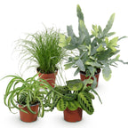 Green boutiQ - Plante d'intérieur - Chlorophytum - Cyperus - Phlebodium - Marantha - Mix de 4 - Plantes adaptées aux animaux de compagnie - Vert - 4 plantes - Pot 12cm - Hauteur 25cm