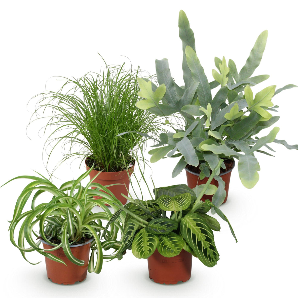 Green boutiQ - Plante d'intérieur - Chlorophytum - Cyperus - Phlebodium - Marantha - Mix de 4 - Plantes adaptées aux animaux de compagnie - Vert - 4 plantes - Pot 12cm - Hauteur 25cm