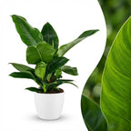 Green boutiQ - Plante d'intérieur - Philodendron - Philodendron Imperial Green - Vert - Entretien facile - 1 plante - avec pot blanc - Pot 19cm - Hauteur 65cm