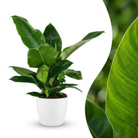 Green boutiQ - Kamerplant - Philodendron - Philodendron Imperial Green - Groen - Weinig onderhoud - 1 Plant - met Potter Wit - Pot 19cm - Hoogte 65cm