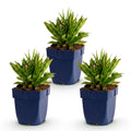 Green boutiQ - Stauden - Aster Wood's Pink - Prachtspiere - Bienen- und Schmetterlingsmagnete - Rosa - 3 Pflanzen - Topf 11cm - Höhe 15-25cm