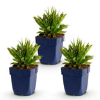 Green boutiQ - Stauden - Aster Wood's Pink - Prachtspiere - Bienen- und Schmetterlingsmagnete - Rosa - 3 Pflanzen - Topf 11cm - Höhe 15-25cm