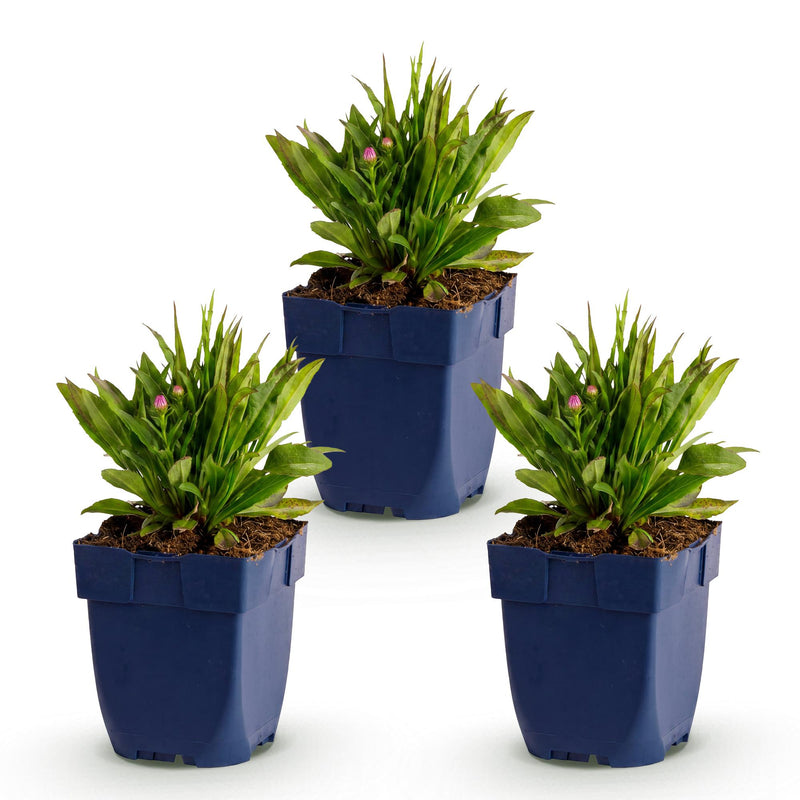 Green boutiQ - Vasteplant - Aster Wood's Pink - Pluimspirea - Bijen en Vlinderlokkers - Roze - 3 Planten - Pot 11cm - Hoogte 15-25cm