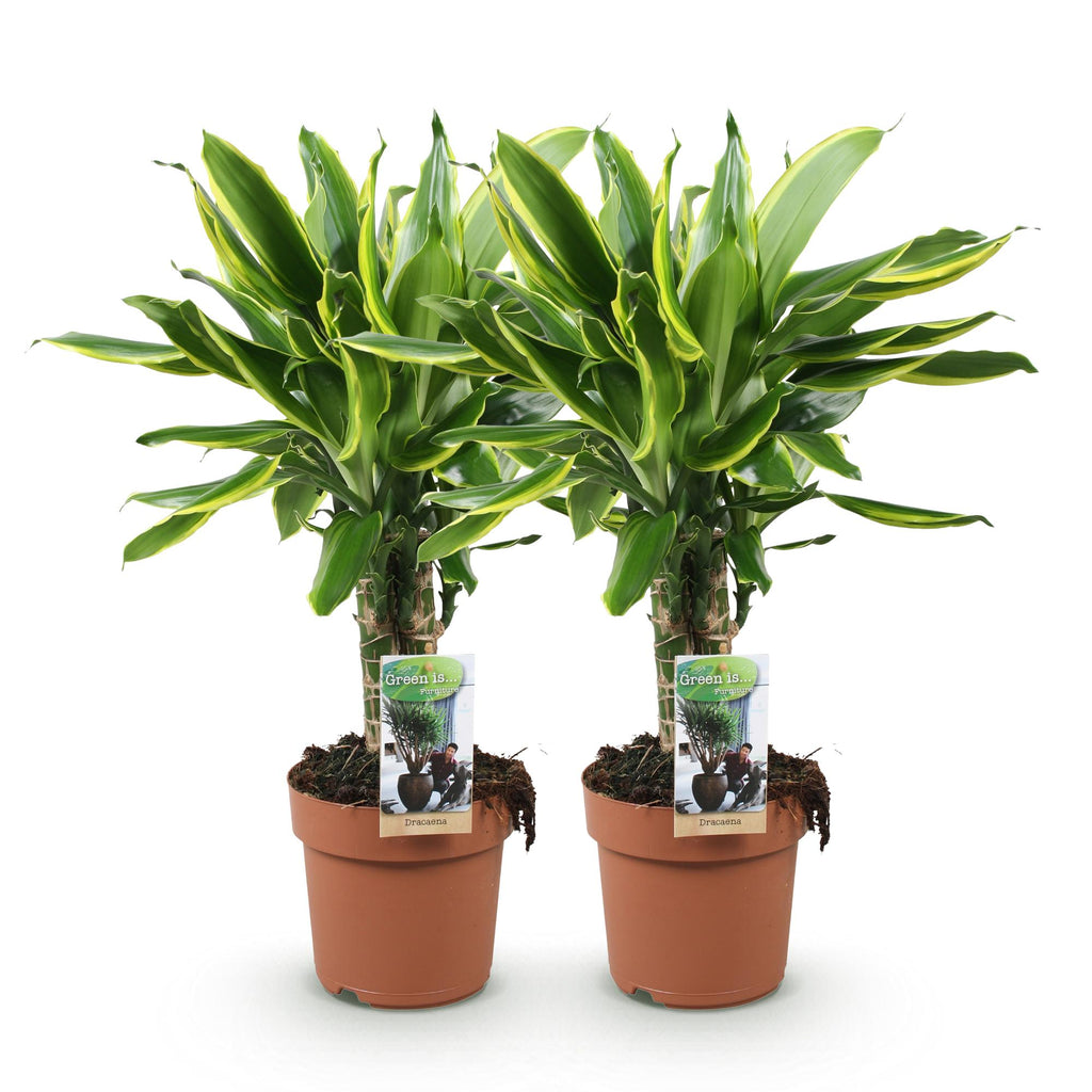 Green BoutiQ - Green is... Plantes d'intérieur - Dracaena fragrans Golden Coast - Dragonnier - Peu d'entretien - Vert - 2 Plantes - Pot 17cm - Hauteur 50-55cm