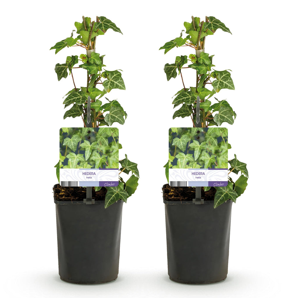 Green boutiQ - Plante grimpante - Hedera helix Glacier - Feuillage panaché - Persistant - 2 plantes - Pot 11cm Hauteur 40cm