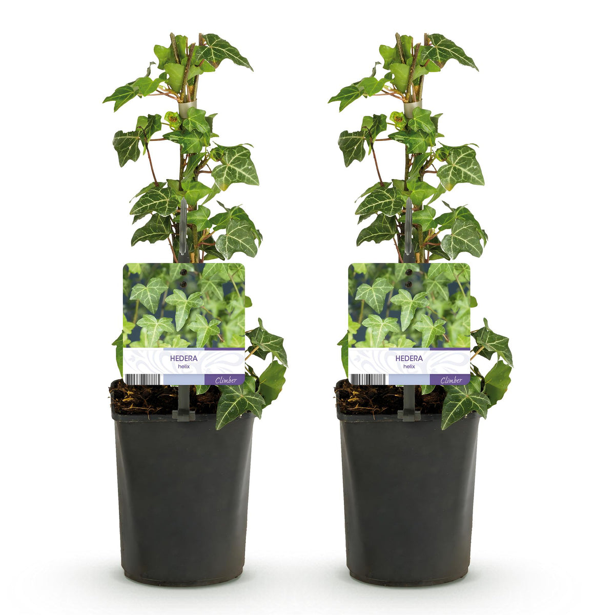 Green boutiQ - Plante grimpante - Hedera helix Glacier - Feuillage panaché - Persistant - 2 plantes - Pot 11cm Hauteur 40cm
