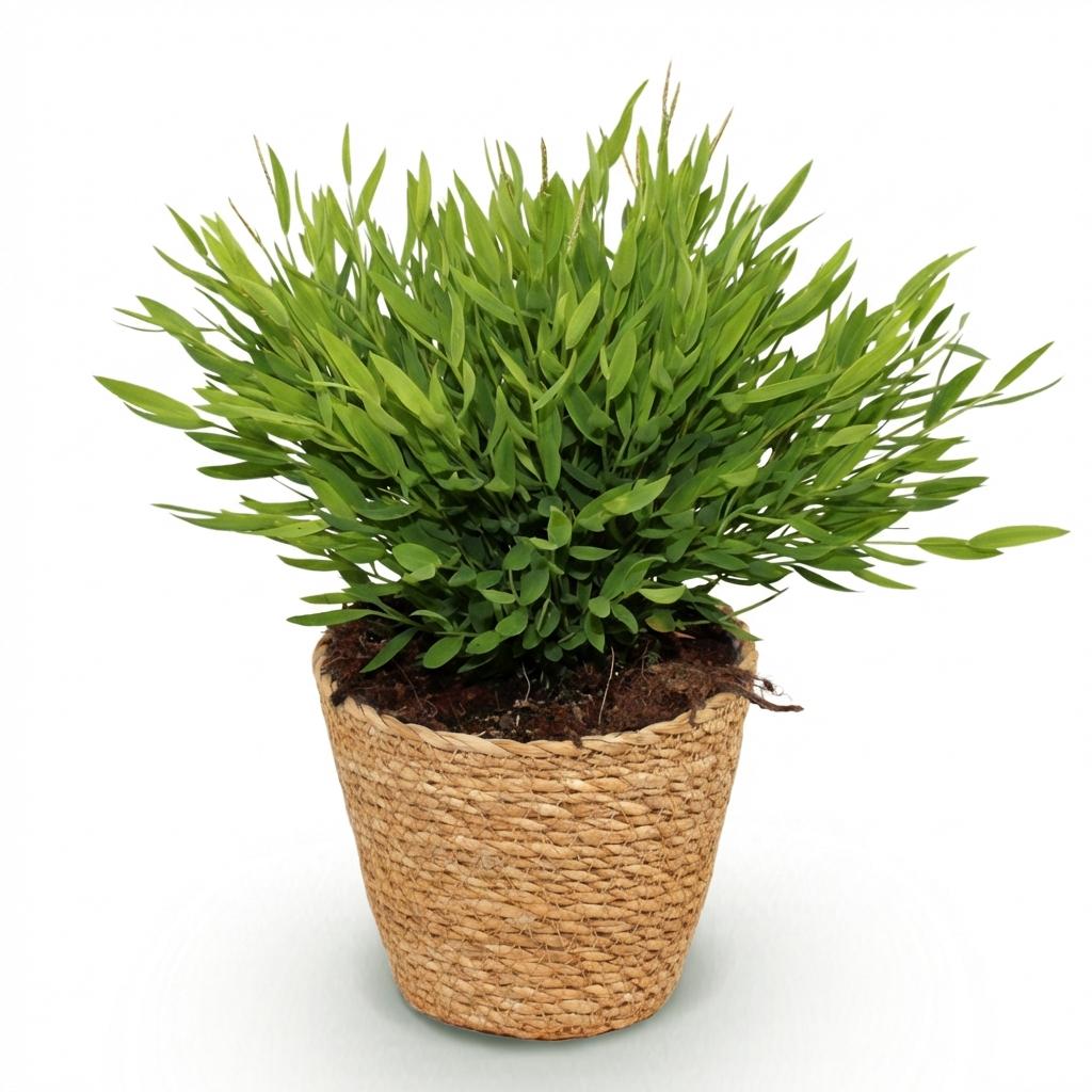 Green boutiQ - Zimmerpflanze - Bambusa Pogonatherum Monica - Bambusgras - Haustierfreundliche Pflanze - Grün - 1 Pflanze - mit Korb - Topf 12 cm - Höhe 20 cm