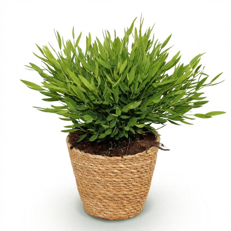 Green boutiQ - Kamerplant - Bamusa Pogonatherum Monica - Bamboegras - Huisdiervriendelijke Plant - Groen - 1 Plant - met Mand - Pot 12cm - Hoogte 20cm