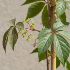 Parthenocissus henryana - Vigne vierge de Chine - Vert - Grimpante - Ø9cm - ↕35cm