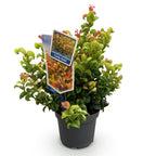 Green boutiQ - Plante de jardin - Leucothoe Curly Gold - Jaune - 1 plante - Persistant - Peu d'entretien - Pot 17 cm Hauteur 40 cm