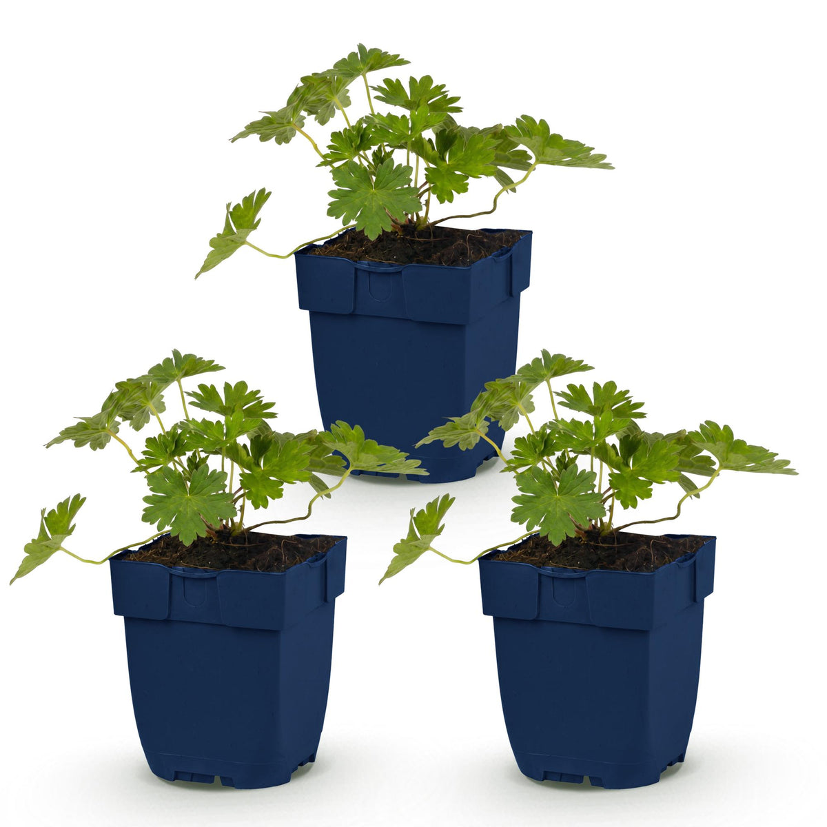 Green boutiQ - Vasteplant - Geranium 'Rozanne' - Ooievaarsbek - Bodembedekkend - Blauw - 3 Planten - Pot 11cm - Hoogte 15-25cm