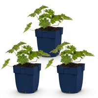 Green boutiQ - Vasteplant - Geranium 'Rozanne' - Ooievaarsbek - Bodembedekkend - Blauw - 3 Planten - Pot 11cm - Hoogte 15-25cm