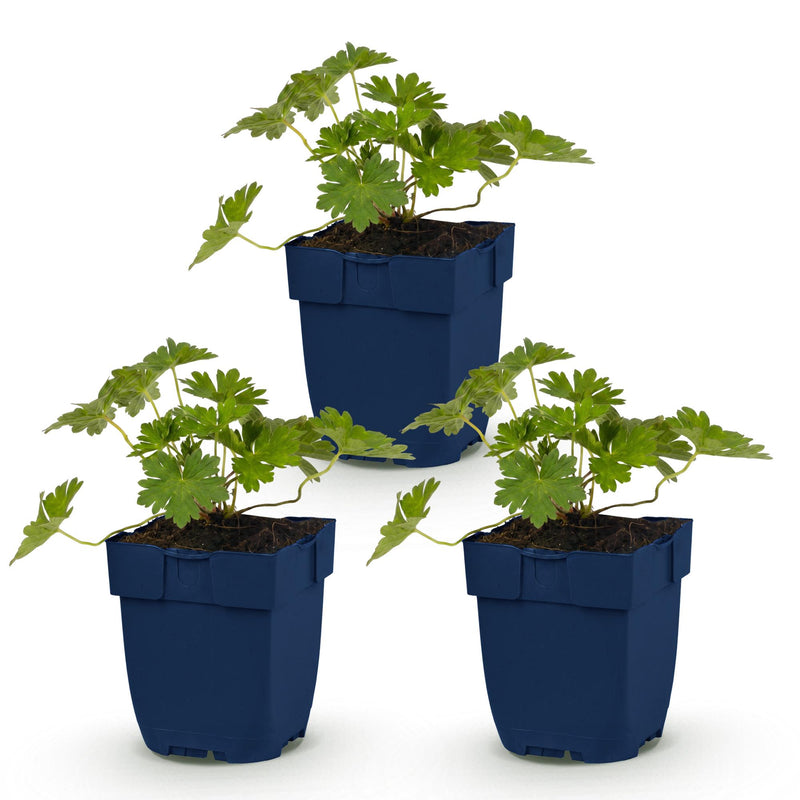 Green boutiQ - Vasteplant - Geranium 'Rozanne' - Ooievaarsbek - Bodembedekkend - Blauw - 3 Planten - Pot 11cm - Hoogte 15-25cm