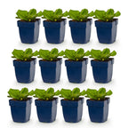 Green boutiQ - Stauden - Bergenia cordifolia - Riesen-Bergenie - Schatten - Rosa - 12 Pflanzen - Topf 11cm - Höhe 15-25cm